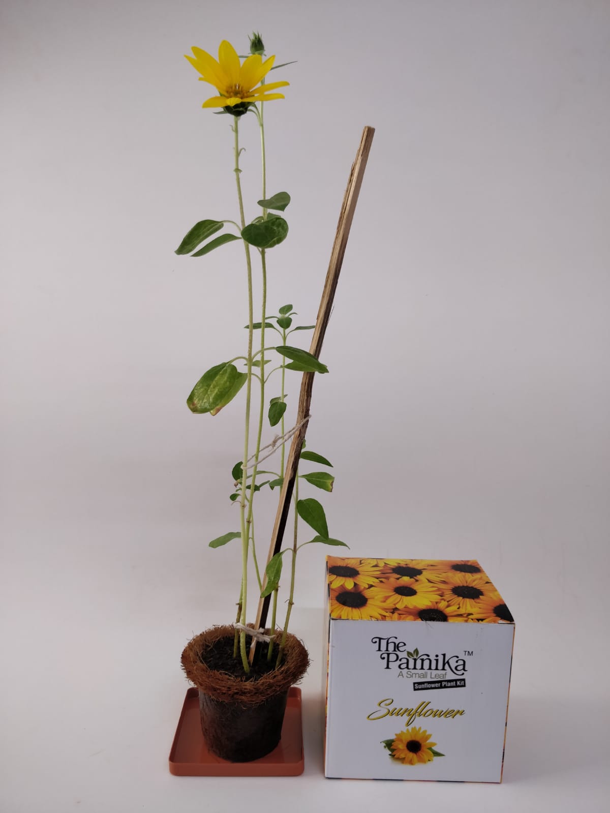 The Parnika DIY Plantation Kit - Sun Flower