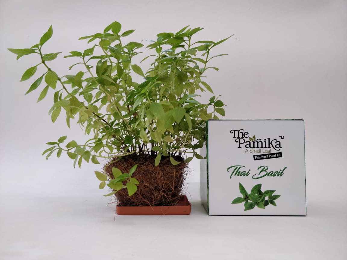 The Parnika DIY Plantation Kit - Thai Basil
