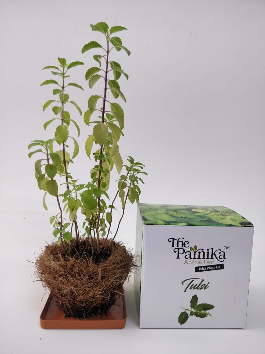 The Parnika DIY Plantation Kit - Tulsi